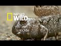 The Grasshopper Mouse Is a Killer Howling Rodent | Nat Geo Wild