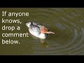 Un-Common Merganser Behavior Looks like Laughing