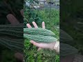 Harvesting ampalaya