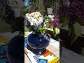 Какие цветы цветут в серединемая ✋🌷🌷🌷flowers in may🌞🌞🌞