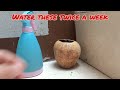 How to Grow a Papaya Tree Turtorial - Easy steps you can do within 3 minutes--