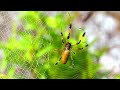 Golden Silk Orb Weaver Spider 🕷️ Spinning a Web Documentary