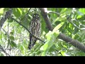 Spring Forest / Bird Singing / 1 hour Relaxing videos