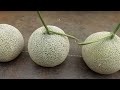 Easy - Experiment with growing Cantaloupe - Cantaloupe on the terrace yields unexpected