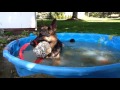 Geman Shepherd Dog Xena pool time break