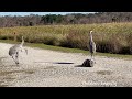 Sandhill Crane Call Compilation