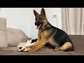 Funniest Video of German Shepherd Puppy vs. Kitten [TRY NOT TO LAUGH]