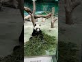 今天去台北木柵動物園🐼看我們的國寶 《圓仔》🐼 希望丫丫寶貝早日平安回國🐼