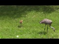 Sandhill Crane Adventures #9