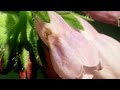 Facts About Plants 🌺 - Secret Nature | Plant Documentary | Natural History Channel