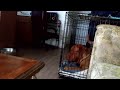 French mastiffs lockdown