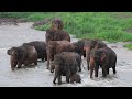 Sri Lankan Elephants Playing Baby Elephant 3 weeks old