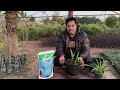 How to grow and care Freesia in pots | Freesia ko bulb say kesay grow karain | Fragrant flowers