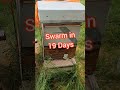 Day 19 Swarm Found by @glowingfirewood7527