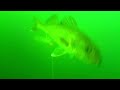 13 Underwater Walleye Strikes