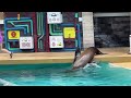 All - New (Sea lion and Otter Spotlight)