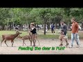 Everyone interacts with deer in Nara Park. Tobihino. Todaiji