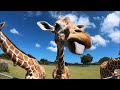 [NEW/IMPROVED] All About Giraffes for Kids: Giraffe Video for Children - FreeSchool