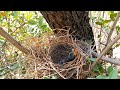 Common babbler bird raising a baby @BirdsofNature107