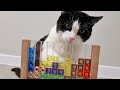 Cat Plays Tetris Himself. Incredible!