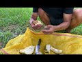 Durian fruit grows from papaya tree​ | How to mix papaya with durian