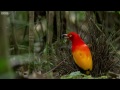 The Bowerbird's Grand Performance! | Life Story | BBC Earth