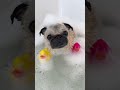 Get ready with Loulou for TOMORROW’S BIRTHDAY! 🛁💖 #pug #dog #selfcare