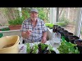 How to regrow store-bought herbs - UK 2024