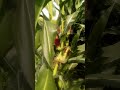 Ten-Foot-High Corn #garden #food #agriculture