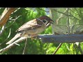 Sparrows have tongues