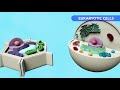 The cell: Structure, functions and its parts - Science for kids