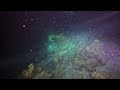 Night Dive - Snapper Ledge 07/20/24 (part 4)