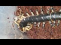 Blue leg centipede feeding  (ethmostigmus trigonopodus)