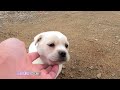 Lola's story -- Tearful stray puppy wandering alone on roadside in industrial area ( Final version )