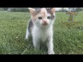 Very FUNNY CATS - Super HARD TRY NOT TO LAUGH challenge