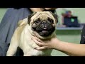 A Brief History of the Adorable Pug Breed