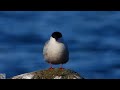 Common tern,Makrellterne,Речная крачка,Sterne pierregarin,Flussseeschwalbe,Visdief,Rybitwa rzeczna