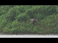 White tailed eagle fishing