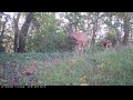 Older Fawn Nursing. Hard.