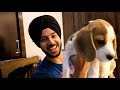 Beagle Puppy Nature & Behavior. Funny video