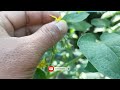 Tomato Plants Go Wild, Growing Crazy Since Giving This Liquid