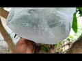 How to Grafting Guava Trees on Mango Trees | Best Natural Banana Hormone