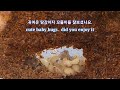 땅강아지 땅속보기 아기땅강아지 알에서 부화 땅멍4. watching underground molecricket for healing hatch from egg.