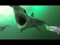 If You're Scared Of Sharks, DON'T Watch This Video
