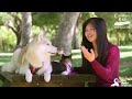 Husky Dog Adopts Stray Cat Saving Her Life | The Dodo: Comeback Kids S01E02