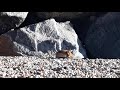 meditation by the  sea my dog and a fox joined!