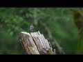 Song Sparrow singing in the rain