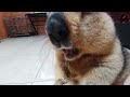 marmot gets to chew sponge cake for the first time