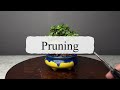 Making Bonsai Tree in 1 Year | Jade Plant | Repotting | Pruning | Portulacaria Afra