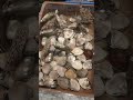 木更津魚市場のハマグリとカワハギ
